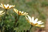 Immagine fiori Fiori di profilo con petali verso il cielo