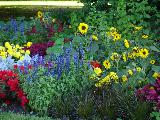 Immagine fiori Fiori di tanti colori tra erba e piante