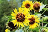 Immagine fiori Fiori gialli che assomigliano a girasoli