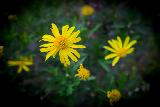 Fiori gialli che risaltano nel prato