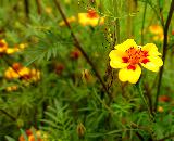 Immagine fiori Fiori gialli con macchie rosse nel verde