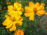 Fiori gialli con petali arricciati in alto