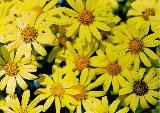 Immagine fiori Fiori gialli molto ravvicinati che suscitano positività