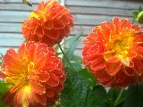 Immagine colore arancione Fiori particolarissimi di colore arancione e giallo con tanti petali