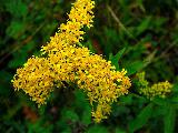 Fiori piccolissimi gialli ravvicinati nel verde