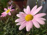 Fiori rosa che rallegrano la giornata