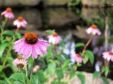 Immagine fiori Fiori rosa comuni nel prato