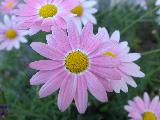 Fiori rosa con centro giallo molto belli e delicati