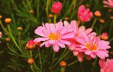 Immagine fiori Fiori rosa in campo con tanta erba