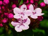 Immagine fiori Fiori rosa in mezzo a boccioli fucsia
