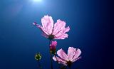 Immagine cielo blu Fiori rosa verso il cielo blu