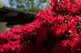Immagine fiori Fiori rossi ammassati vicino a casa