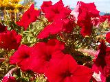 Immagine fiori Fiori rossi in abbondanza