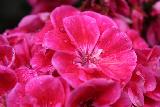 Immagine fiori Fiori rossi molto vicini a formare una entità unica