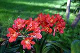 Immagine fiori Fiori rossi ravvicinati nel parco