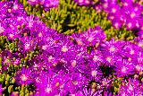 Immagine fiori Fiori viola ammassati nel bel prato