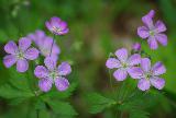 Immagine stella Fiori viola con cinque petali disposti a stella