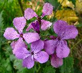 Immagine fiori Fiori viola dai petali insoliti