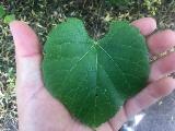 Immagine verde Foglia verde a forma di cuore in mano