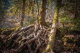 Foresta romantica con alberi dalle grandi radici