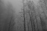 Immagine fitta Foresta tenebrosa con alberi spettrali e nebbia fitta