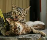 Immagine gatti Gatti molto dolci che si fanno le coccole