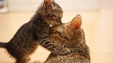 Immagine scena Gattino che gioca con mamma gatta in una scena dolcissima