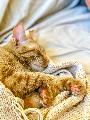 Immagine letto Gattino marroncino che dorme indisturbato sul letto