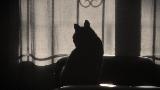 Immagine buio Gatto attento in casa quando si fa buio