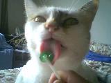 Immagine gatto bianco Gatto bianco che assapora con gusto una dolce lecca lecca