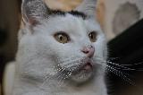 Immagine sguardo Gatto bianco con sguardo stupefatto