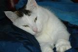 Immagine letto blu Gatto bianco macchiato triste sul letto blu