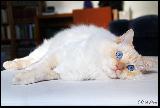 Gatto bianco sul tavolo con un musetto dolce