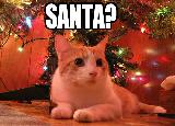 Immagine chiede Gatto che meravigliato si chiede se sia arrivato Babbo Natale