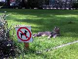 Immagine accesso Gatto che si gode il sole su prato con accesso vietato ai cani
