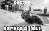 Immagine pensa Gatto cocainomane sulla neve che pensa si tratti di droga