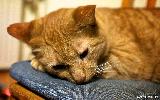 Immagine cuscino Gatto marrone molto triste su cuscino come un bambino