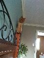 Gatto pauroso in alto sul bordo della testiera in legno del letto