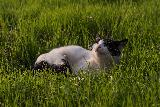 Gatto sdraiato su erba che si gode serenamente il sole