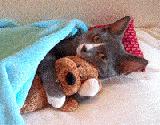 Immagine sotto Gatto sotto le coperte che stringe un orsacchiotto