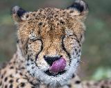 Immagine ghepardo Ghepardo che si lecca i baffi con grande soddisfazione