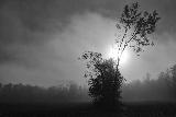 Immagine minaccioso Giornata triste con cielo grigio minaccioso e vento che piega alberi