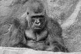 Immagine gorilla malinconico Gorilla malinconico in bianco e nero