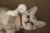 Immagine dolce Incantevole gattino sdraiato con un dolce sguardo