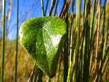 La dolcezza della natura in una bella foglia verde