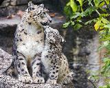 Immagine zoo Leopardi delle nevi che si scambiano effusioni in zoo della Svizzera