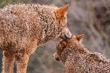 Immagine zoo Lupi in atteggiamenti teneri allo zoo