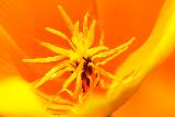 Macro a interno di fiore giallo