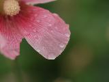 Macro a petalo di fiore rosa con rugiada