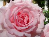 Immagine delicato Macro di bellissima rosa di colore rosa delicato